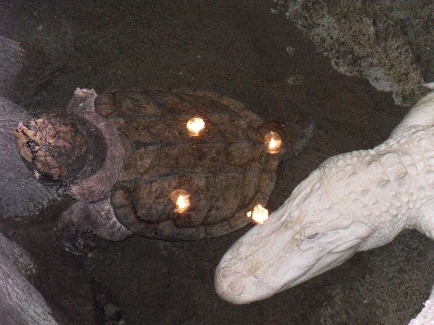 Albino alligator and snapping alligator turtle